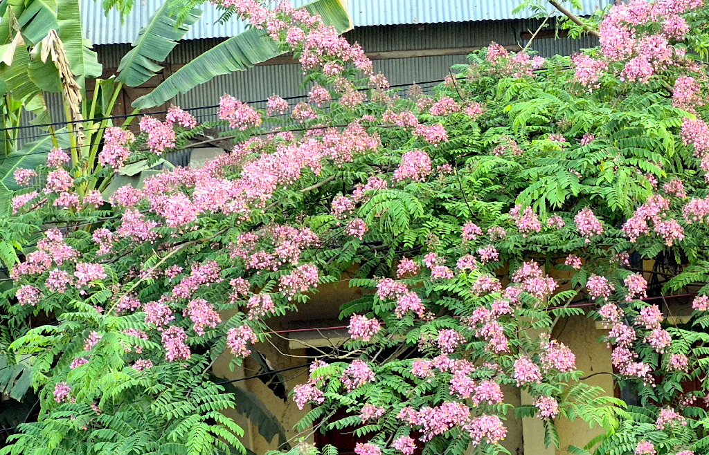 পাহাড়ে মুগ্ধতা ছড়াচ্ছে ক্যাসিয়া জাভানিকা
