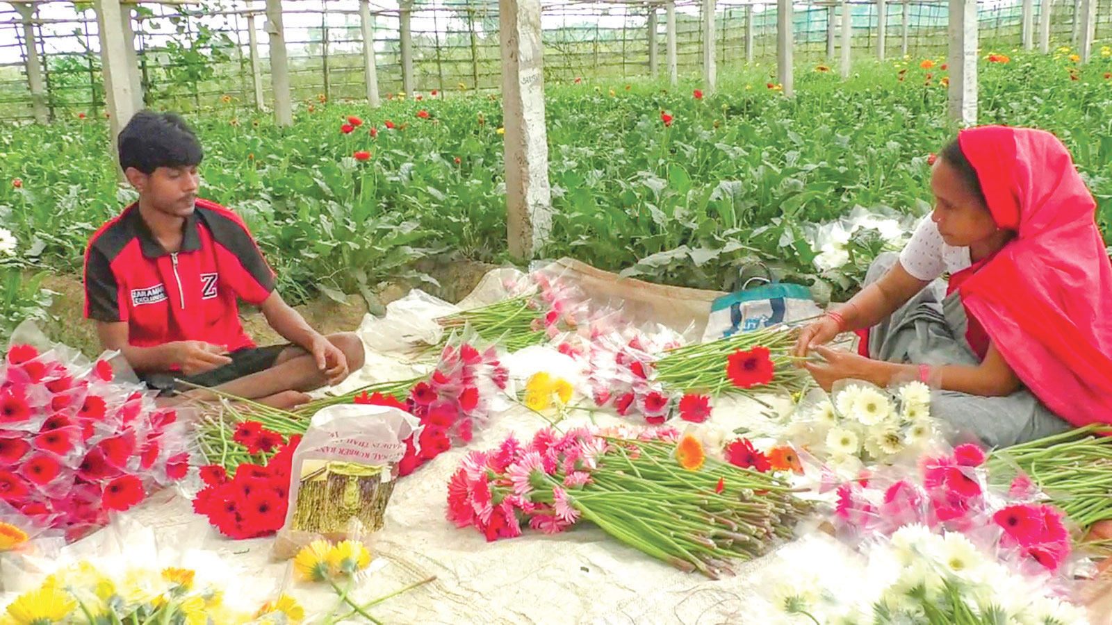 এখন দেশের মাটিতেই জন্মে জারবেরা চারা