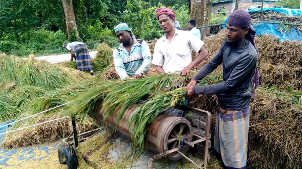 ফুলবাড়ীতে আমনের বাম্পার ফলনেও মুখে হাসি নেই কৃষকের