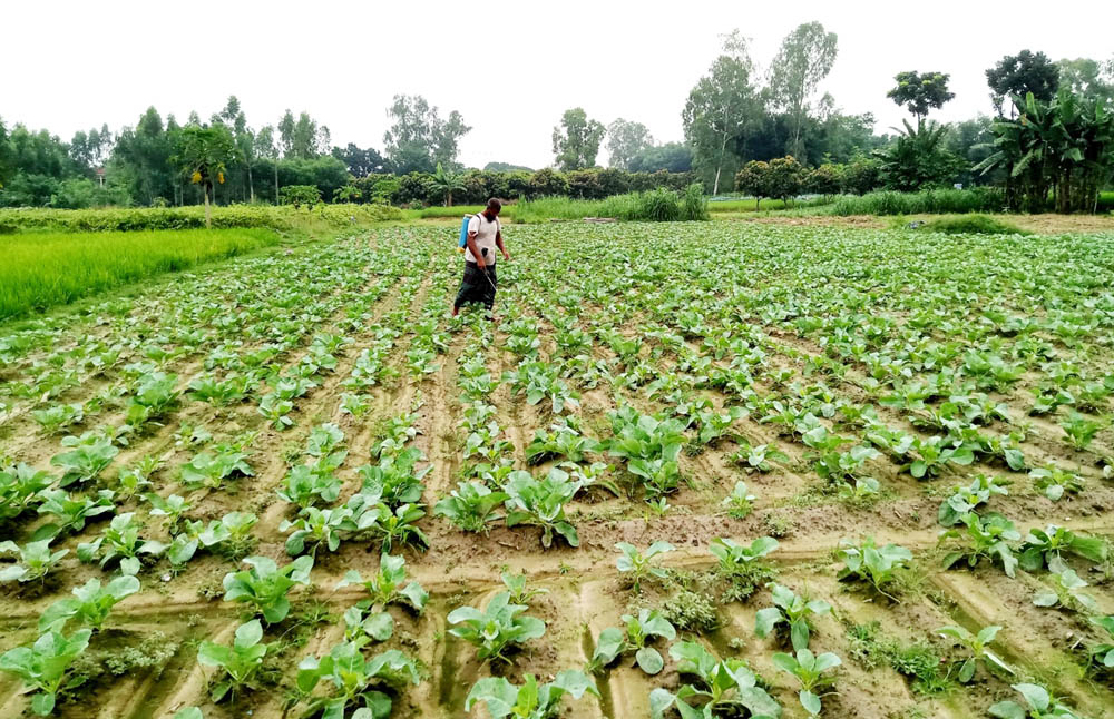 বেশি লাভের আশায় শীতকালীন আগাম সবজি চাষ, কৃষকের মুখে হাসি