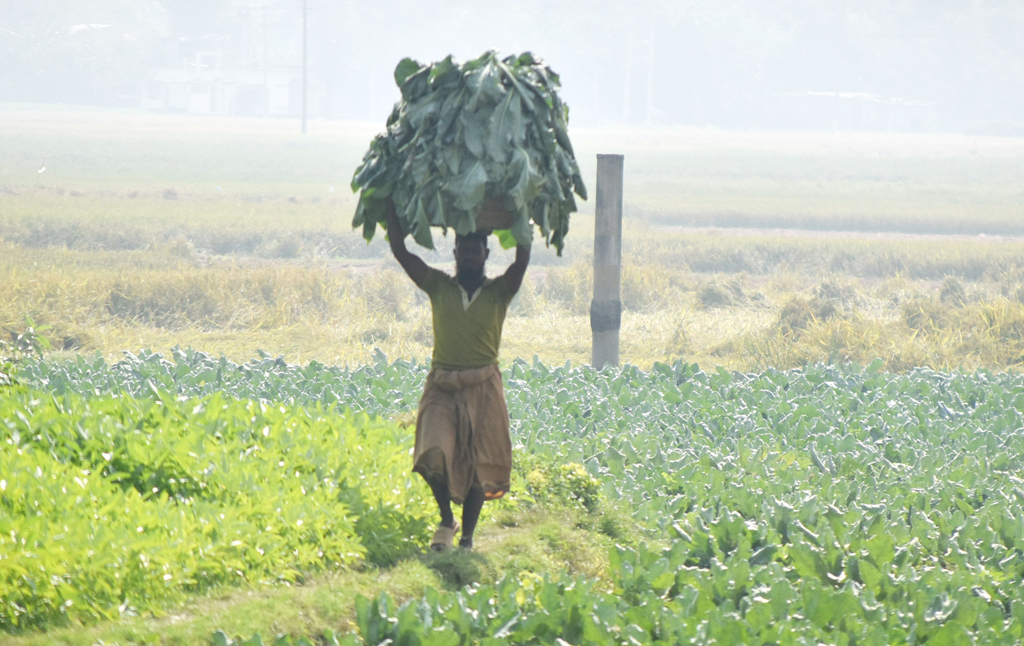 বরেন্দ্র অঞ্চলের মাঠে ভোর থেকে কাজ করছেন কৃষকেরা। জমি থেকে ফুলকপি তুলে ডালিতে নিয়ে মাথায় করে আনছেন। তারপর পাঠানো হবে বাজারে। ছবিটি দামকুড়া ইউনিয়ন, পবা উপজেলা, রাজশাহী থেকে তোলা। ছবি: মিলন শেখ।