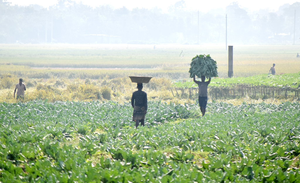 বরেন্দ্র অঞ্চলের মাঠে ভোর থেকে কাজ করছেন কৃষকেরা। জমি থেকে ফুলকপি তুলে ডালিতে নিয়ে মাথায় করে আনছেন। তারপর পাঠানো হবে বাজারে। ছবিটি দামকুড়া ইউনিয়ন, পবা উপজেলা, রাজশাহী থেকে তোলা। ছবি: মিলন শেখ।