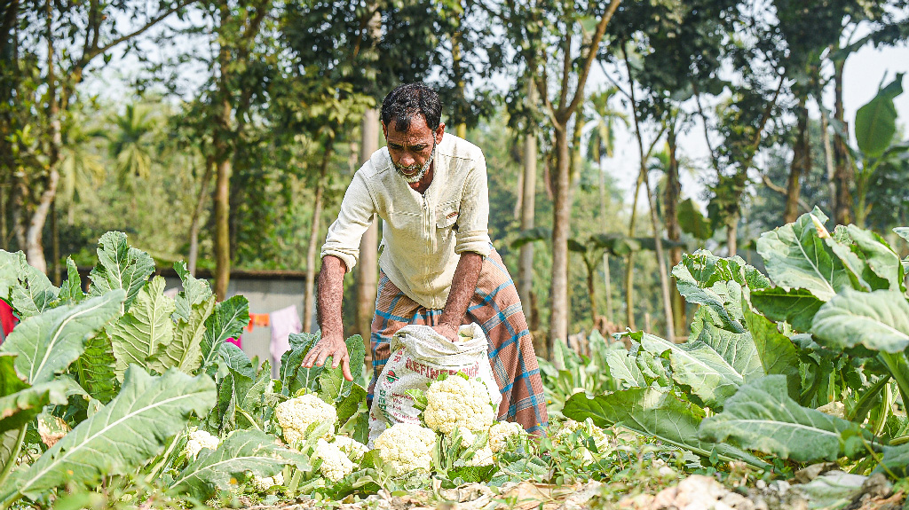 মাঠে মাঠে শীতের সবজি ফুলকপি। ভরা মৌসুমে সরবরাহ এখন বেশি। বাজারে বিক্রির জন্য খেত থেকে ফুলকপি তুলে পাতা ছাড়াচ্ছেন এক কৃষক। ৫ থেকে ৭ টাকা দরে বিক্রি হবে বাজারে। গঙ্গাচড়া সদর ইউনিয়নের চেংমারী এলাকা, রংপুর, ৮ জানুয়ারি ২০২৫। ছবি: আব্দুর রহিম পায়েল