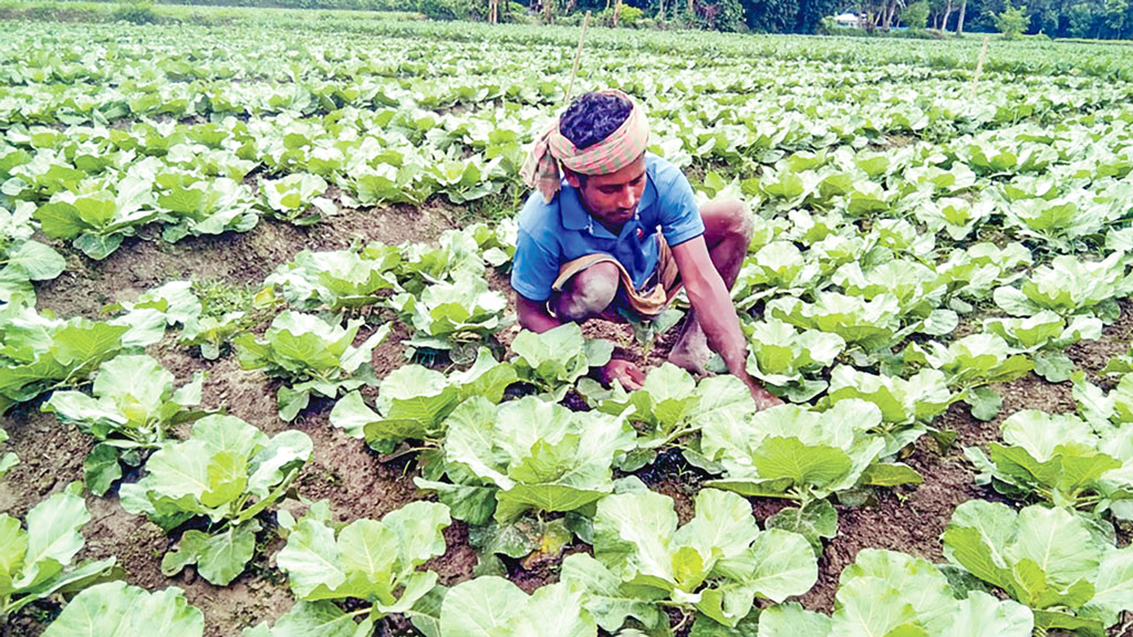 শীতের আগাম সবজিতে ভালো লাভের আশা