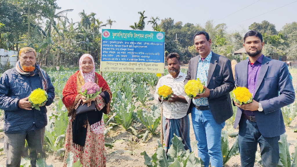 খানসামায় রঙিন ফুলকপি চাষে সফল রফিকুল ইসলাম