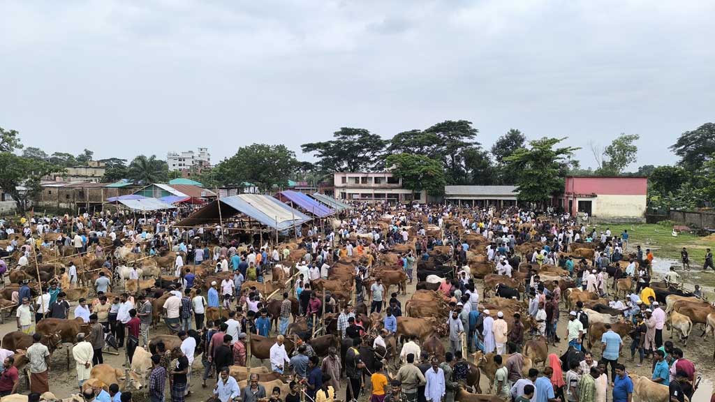 ফেনীতে জমে উঠেছে পশুর হাট