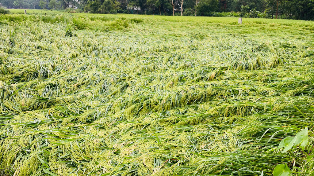 ফেনীতে কালবৈশাখীর তাণ্ডব, শিলাবৃষ্টিতে ফসলের ব্যাপক ক্ষতির শঙ্কা