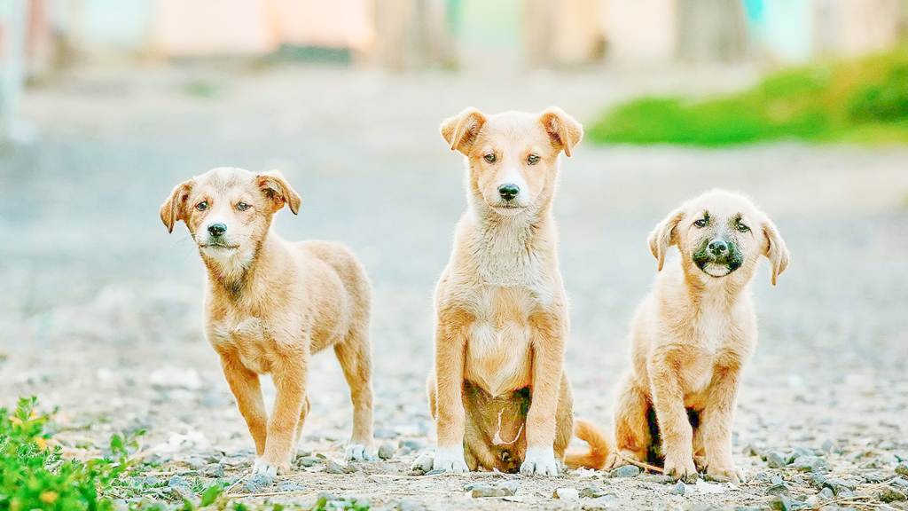 পথকুকুর-বিড়াল হত্যা: আইন এবং শাস্তি