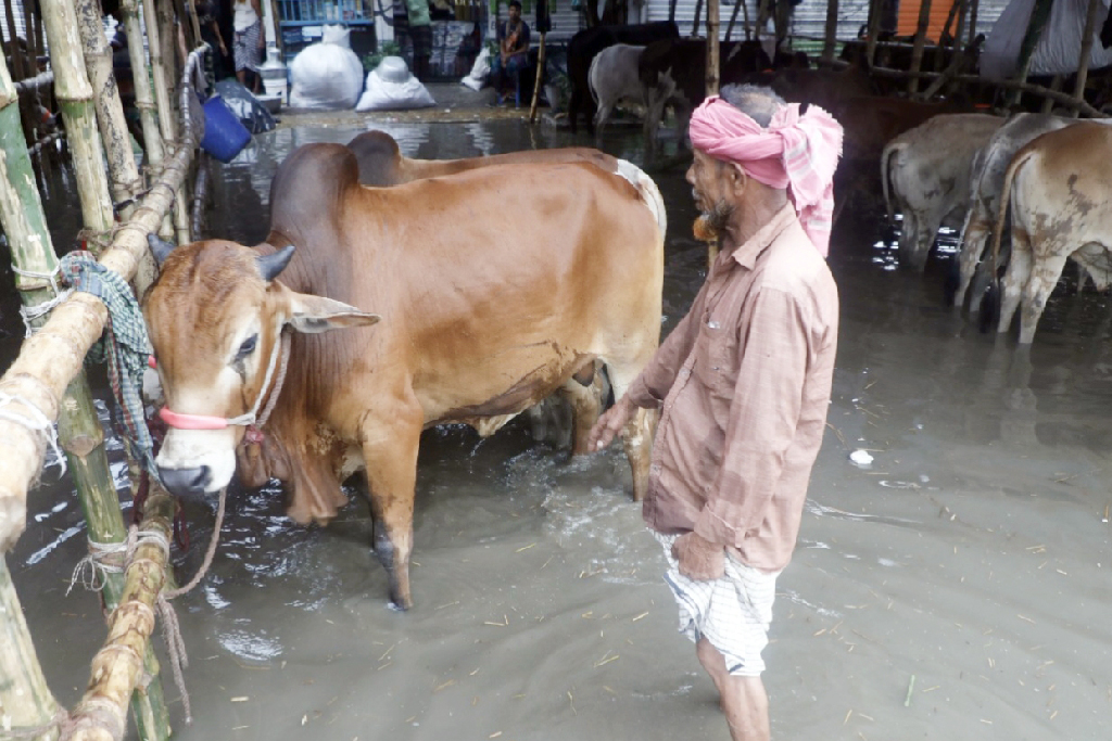 এদিকে রাতভর বৃষ্টিতে গরুর হাটেও জমেছে পানি। সেই পানিতে দাঁড়িয়ে আছে গরুগুলো। ছবিটি রাজধানীর কাজলা এলাকা থেকে তোলা। ছবি: আজকের পত্রিকা