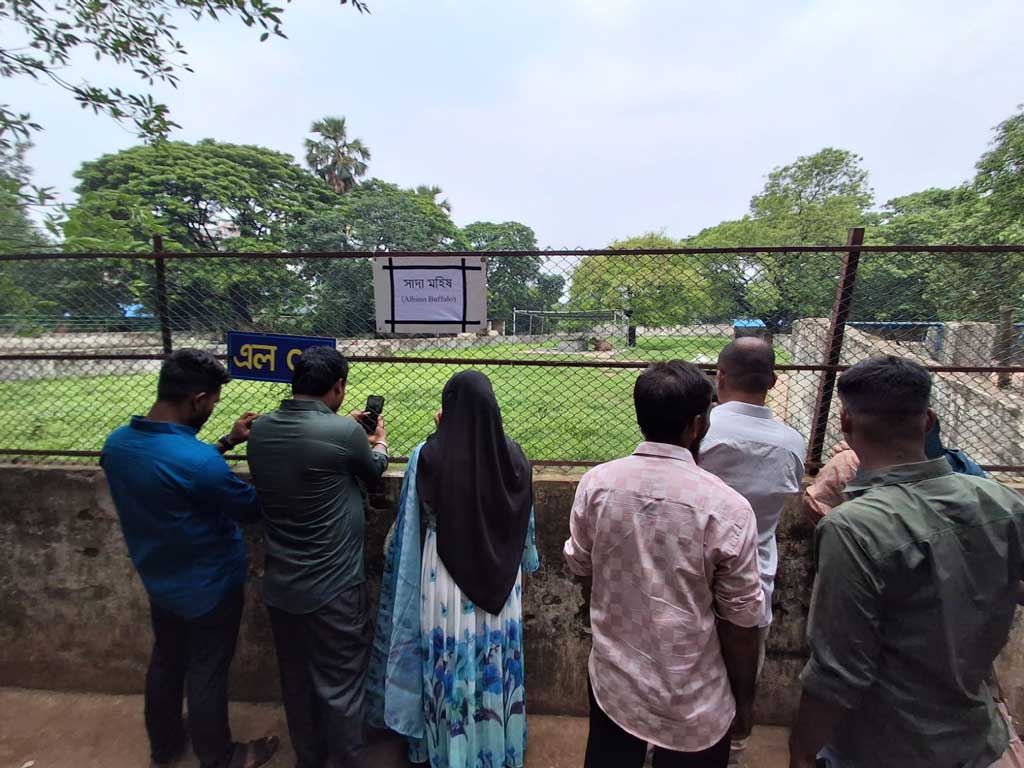 এবারের ঈদুল আজহায় কোরবানির পশুর হাটের সবচেয়ে বড় আকর্ষণ ও আন্তর্জাতিক সংবাদমাধ্যমের শিরোনাম হওয়া কেরানীগঞ্জের সেই বিরল ‘অ্যালবিনো’ প্রজাতির সাদা মহিষটির (যার নাম রাখা হয়েছিল ‘ডোনাল্ড ট্রাম্প’) স্থায়ী ঠিকানা হয়েছে ঢাকার মিরপুর জাতীয় চিড়িয়াখানায়। ঈদের এই ছুটির আমেজে বিরল প্রজাতির এই প্রাণীটিকে একনজর দেখতে চিড়িয়াখানায় দর্শনার্থীদের উপচে পড়া ভিড় লক্ষ্য করা গেছে। ছবি: আজকের পত্রিকা