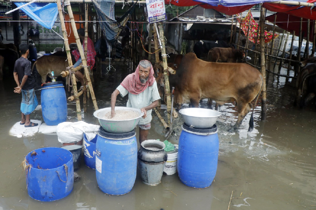 হাটে বিক্রি করতে আনা গরুর জন্য খাবার তৈরি করছেন একজন বিক্রেতা। ছবি: আজকের পত্রিকা