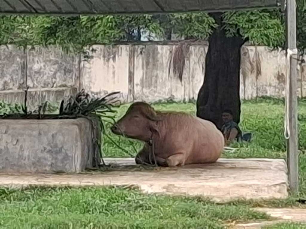 কেরানীগঞ্জের একটি খামারে বড় হওয়া মহিষটি তার অনন্য বৈশিষ্ট্য ও নামকরণের কারণে কোরবানির ঈদের আগেই দেশীয় ও আন্তর্জাতিক গণমাধ্যমে ব্যাপক চাঞ্চল্য তৈরি করে। খামারিরা মার্কিন প্রেসিডেন্ট ডোনাল্ড ট্রাম্পের স্বভাবসুলভ চুল ও গায়ের রঙের সঙ্গে মিল রেখে রসিকতা করে মহিষটির নাম দিয়েছিলেন ‘ডোনাল্ড ট্রাম্প’। ছবি: আজকের পত্রিকা