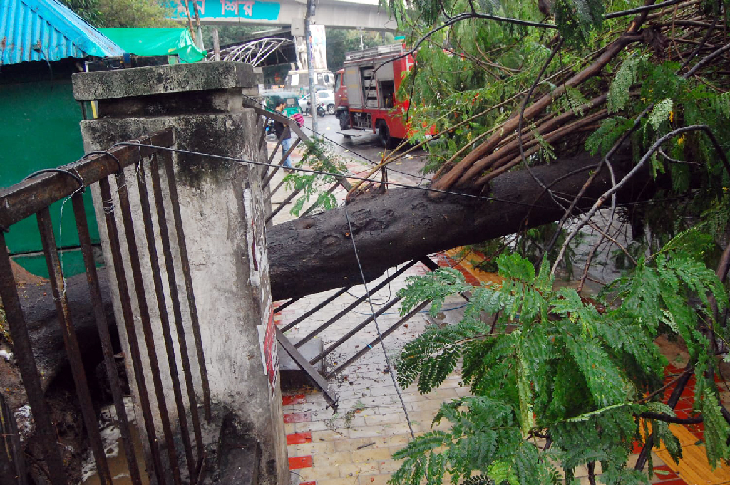 ঝড়বৃষ্টিতে রাজধানীর টিএসসি এলাকায় সড়কে ভেঙে পড়েছে একটি গাছ। ছবি: আজকের পত্রিকা