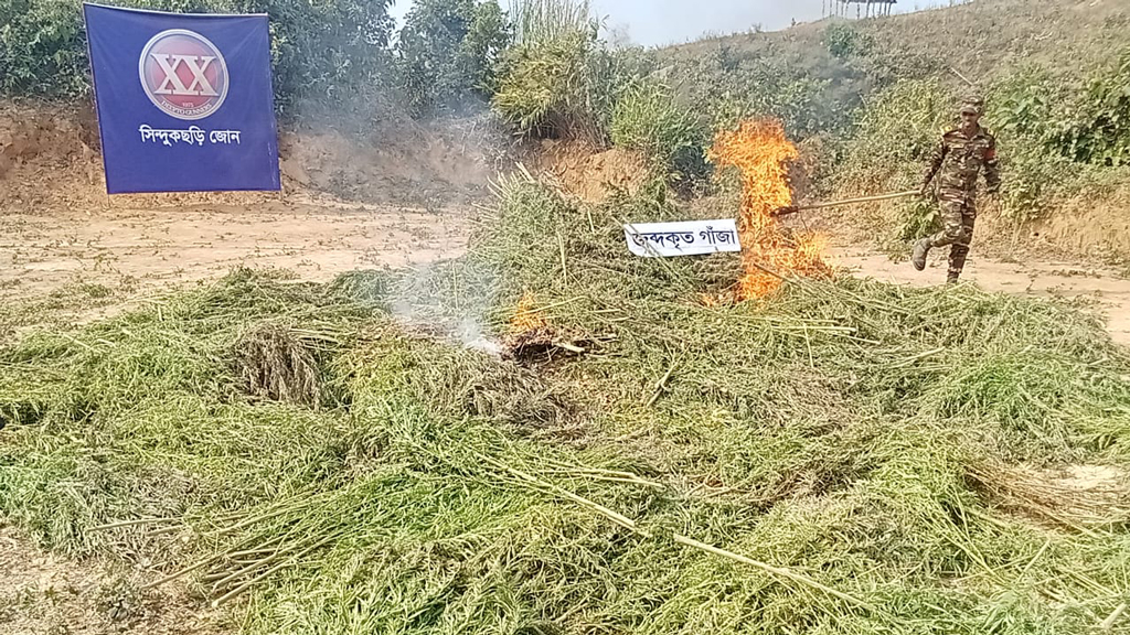 পাহাড়ে ভুট্টার আড়ালে গাঁজা চাষ, ৫০ লাখ টাকার গাঁজা ধ্বংস