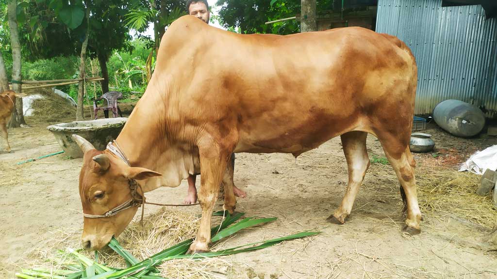 সবুজ ঘাস-খড়ে পালিত পাহাড়ি গরু, তবু দুশ্চিন্তা...
