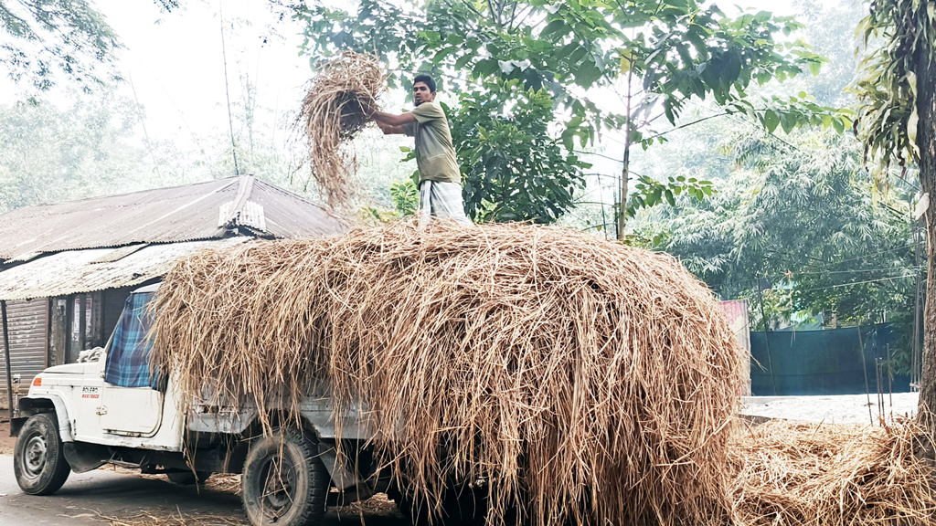 ফরিদগঞ্জে গো-খাদ্যের তীব্র সংকট, বিপাকে খামারিরা