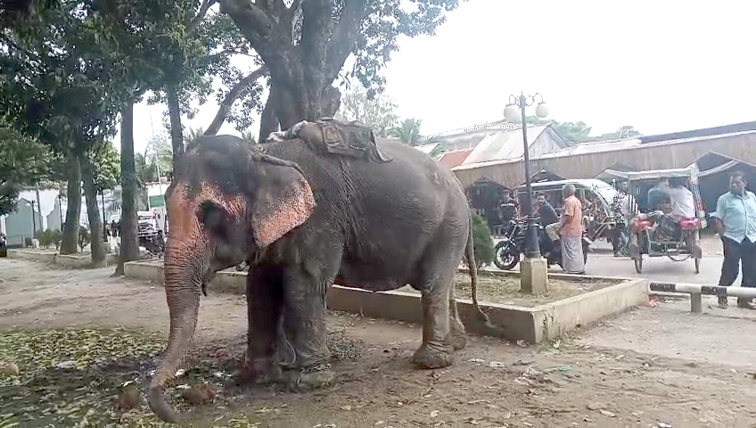 সড়কে চাঁদা তুলছিল হাতি, শুঁড়ের ধাক্কায় ইজিবাইক উল্টে ১০ মাসের শিশু নিহত
