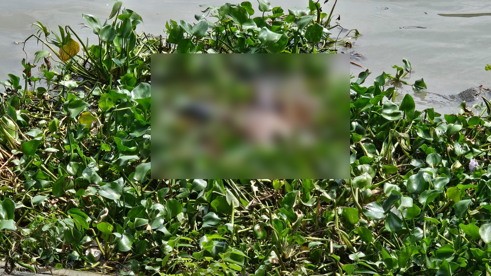 গাজীপুরে ৫ হত্যা: মুন্সিগঞ্জে পদ্মা নদী থেকে ফোরকানের মরদেহ উদ্ধার