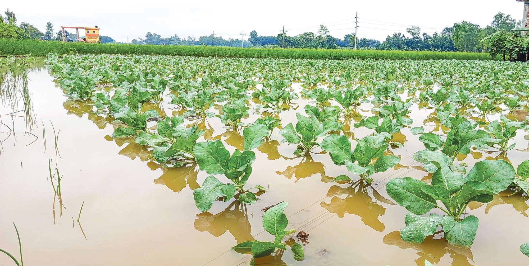 মোন্থার প্রভাব: অসময়ের বৃষ্টিতে ডুবল ফসল