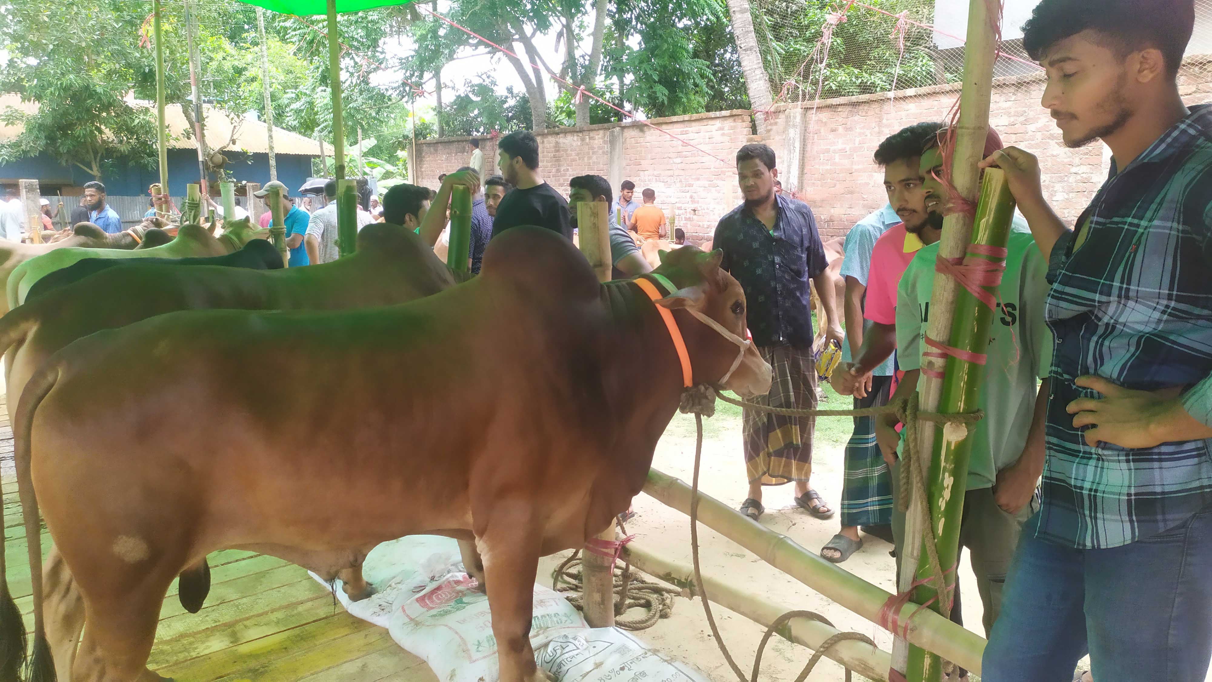 ঘাসে বড়, চাহিদায় সেরা—পাহাড়ি গরুতে প্রাণ ফিরেছে কোরবানি হাটে