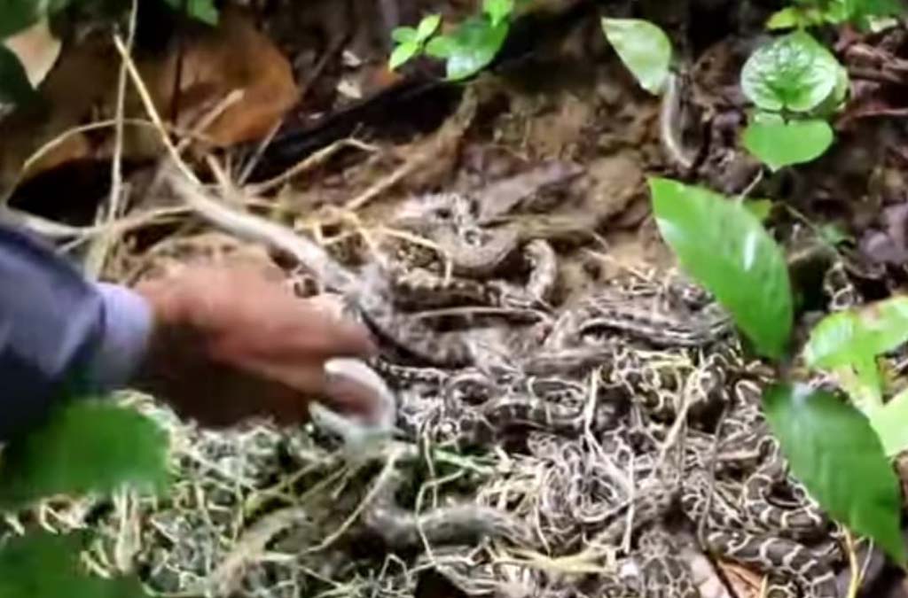 অভয়ারণ্যে অবমুক্ত করা হলো ৩৩ অজগর ছানা