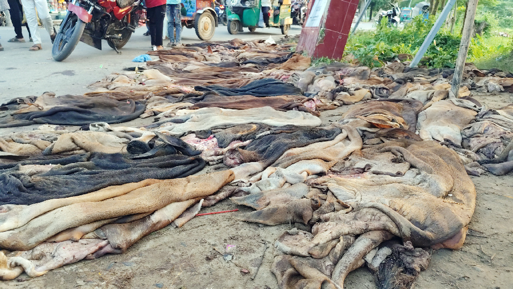 ফটিকছড়িতে রাস্তায় পড়ে আছে চামড়া, রাতভর অপেক্ষা করেও দেখা মেলেনি ক্রেতার
