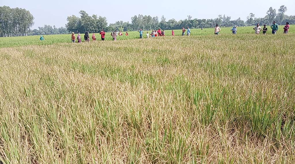 পীরগঞ্জে আগাছানাশক প্রয়োগে ধান নষ্টের অভিযোগ