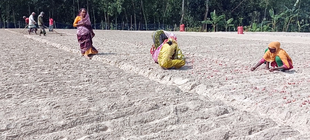 পীরগঞ্জে মুড়িকাটা পেঁয়াজ চাষে ব্যস্ত কৃষকেরা
