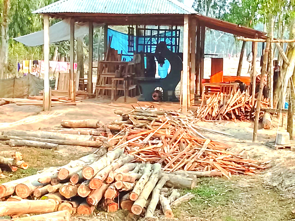রংপুরের পীরগঞ্জ: ১০২ করাতকলের সবগুলোই অবৈধ
