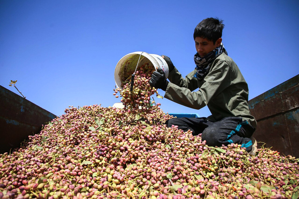 ইরানের বিরুদ্ধে যুক্তরাষ্ট্রের নীরব যুদ্ধ: ৫ বিলিয়ন ডলারের পেস্তা বাদামের বাজার দখলের লড়াই