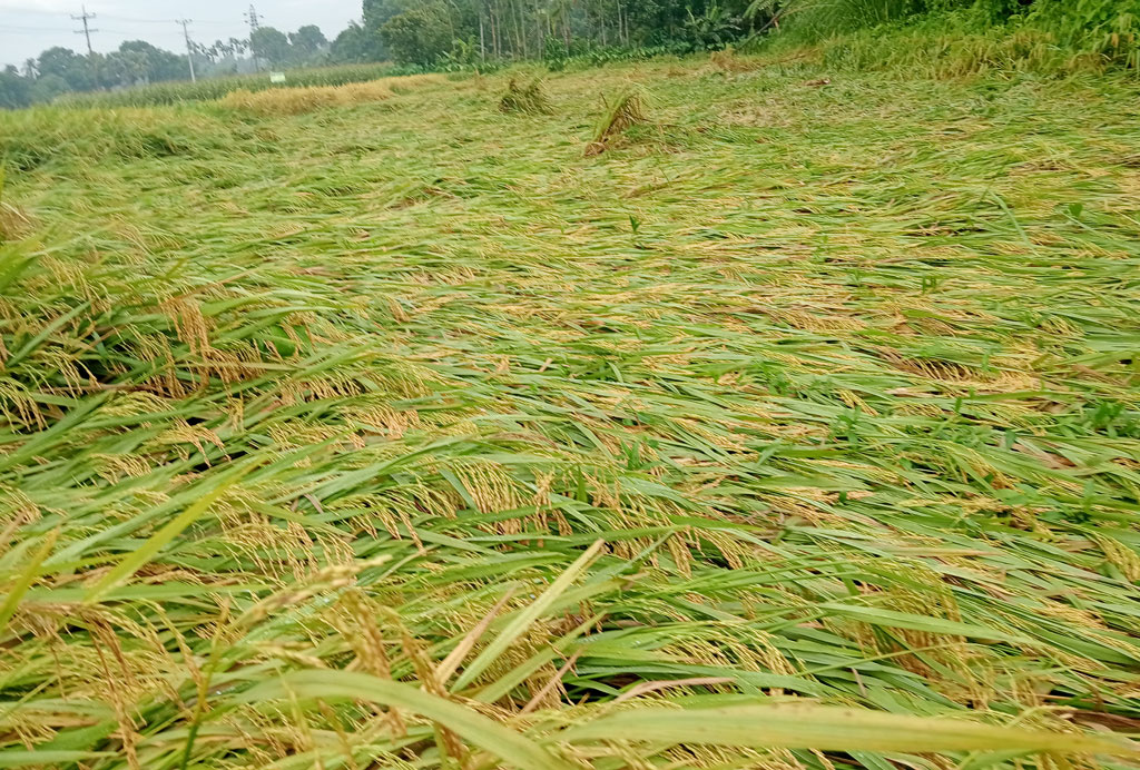 টানা বৃষ্টি ও দমকা হাওয়ায় মাটির সঙ্গে মিশে গেছে পাকা ইরি-বোরো ধান। অনেক জমিতে পানি জমে থাকায় বিপাকে পড়েছেন একটু দেরিতে চাষ করা কৃষকেরা। তবে জেলার বেশির ভাগ এলাকায় এরই মধ্যে ধান কাটা শেষ। ছবিটি মানিকগঞ্জের ঘিওর উপজেলার মাইলাঘী এলাকা থেকে তোলা। ছবি: আব্দুর রাজ্জাক