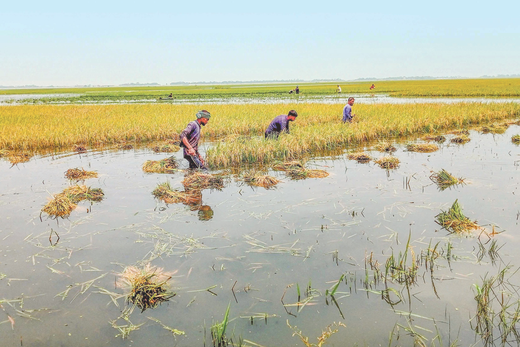 ডুবছে হাওর, আতঙ্কে কৃষক