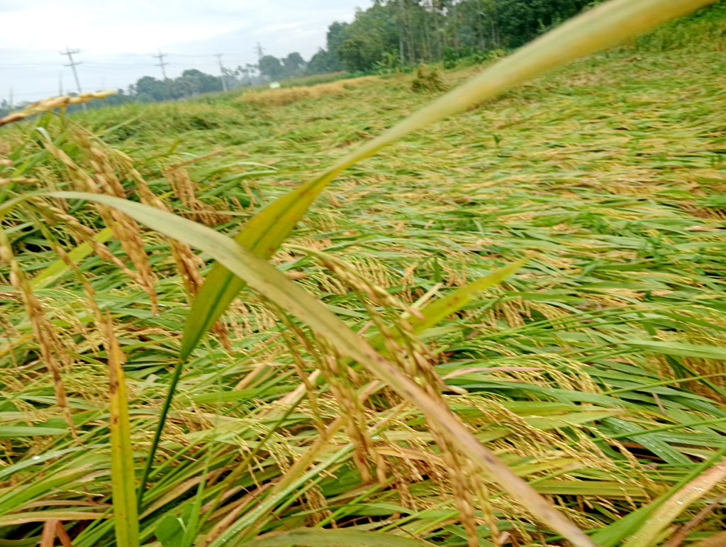 গত কয়েক দিনের অবিরাম বৃষ্টি আর দমকা হাওয়ায় মাটিতে লুটিয়ে পড়েছে খেতের পাকা ইরি-বোরো ধান। অনেক জমিতে এখনো পানি জমে আছে। মানিকগঞ্জের ঘিওর, শিবালয় ও দৌলতপুর উপজেলার অনেক কৃষক এবার কিছুটা দেরিতে ধান রোপণ করেছিলেন। তবে জেলার বেশির ভাগ এলাকায় ধান কেটে কৃষকেরা ইতিমধ্যে ঘরে তুলেছেন। ছবিটি মানিকগঞ্জের ঘিওর উপজেলার মাইলাঘী এলাকা থেকে তোলা। ছবি: আব্দুর রাজ্জাক