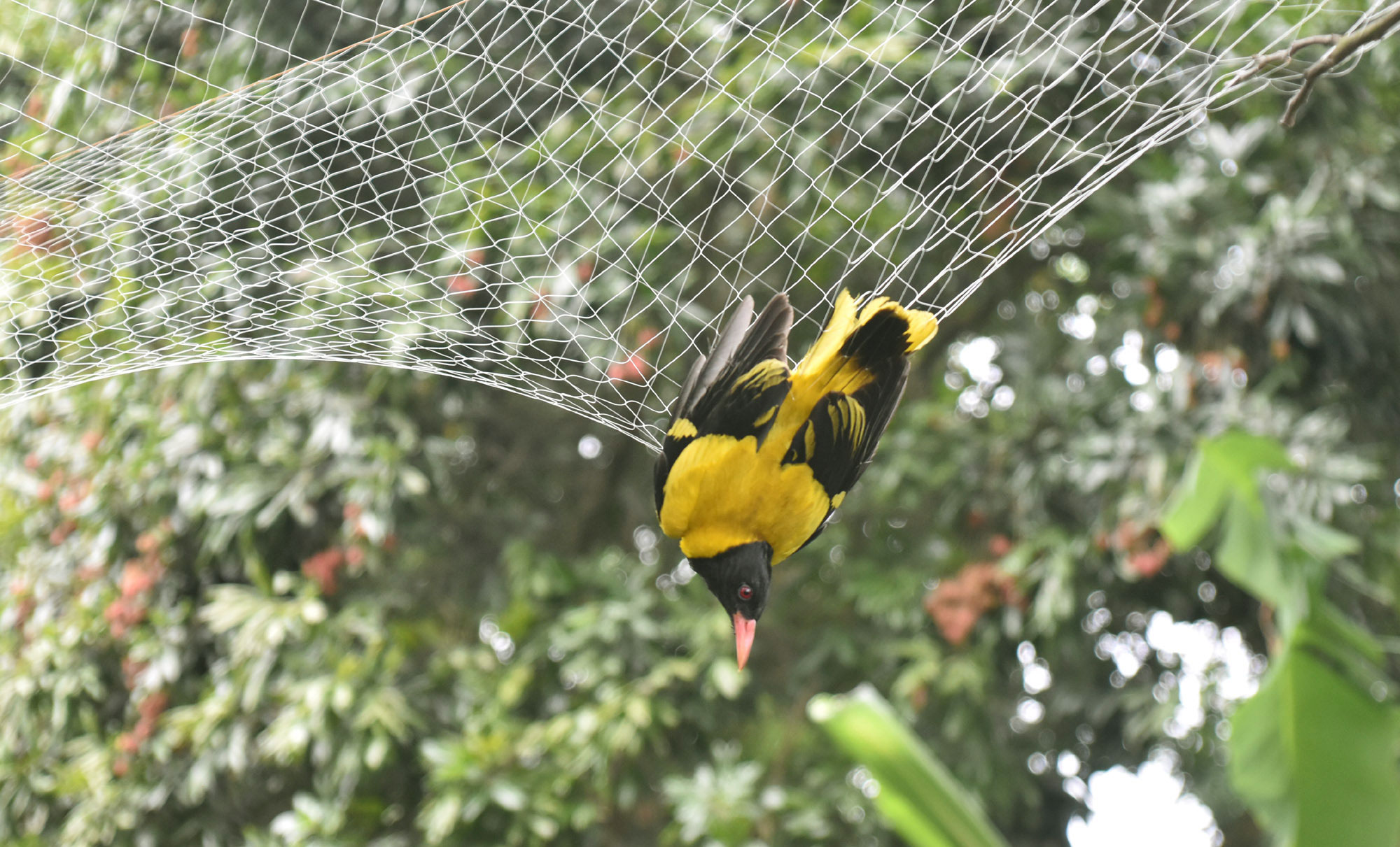 দিনের ছবি (১৮ মে, ২০২৬)