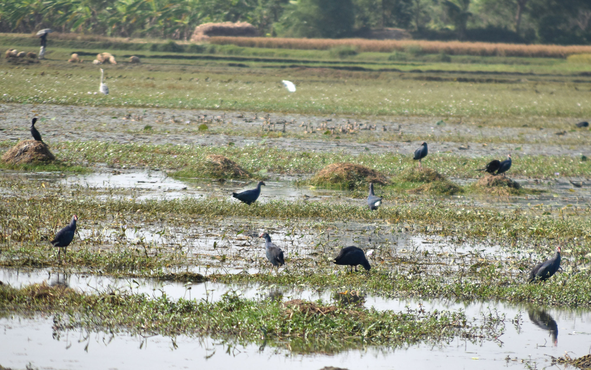 শীতের হাওয়া বইছে। এই সময়ে হাজার মাইল পাড়ি দিয়ে খাবারের সন্ধানে এ দেশে আসছে নানা প্রজাতির অতিথি পাখি। খাল-বিলসহ বিভিন্ন জলাশয়ে অতিথি পাখির দেখা মিলছে। রাজশাহীর পবা উপজেলার হরিপুর ইউনিয়নের ভেলাবিল থেকে তোলা। ছবি: মিলন শেখ