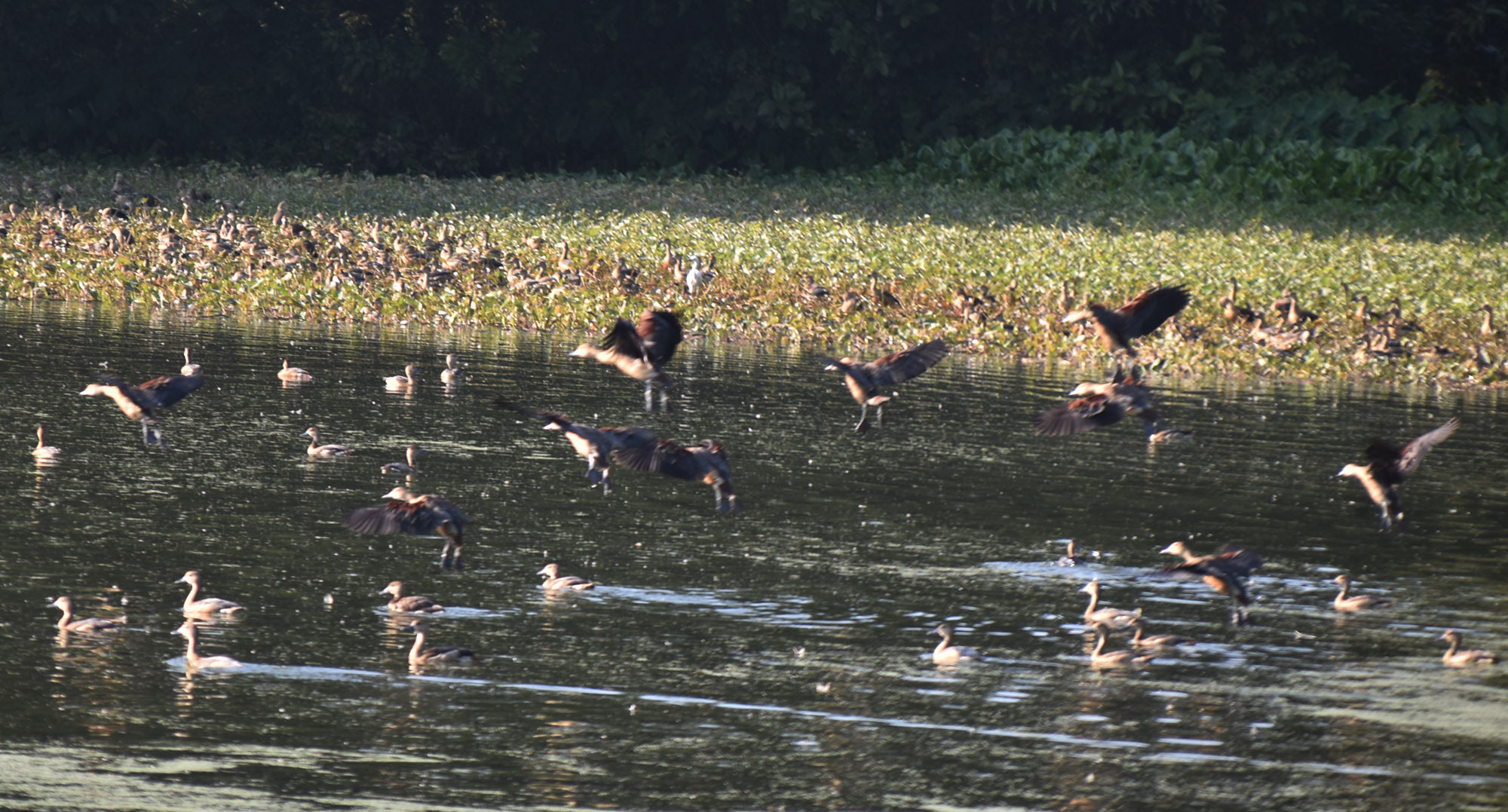 দিনের ছবি (২০ নভেম্বর, ২০২৫)