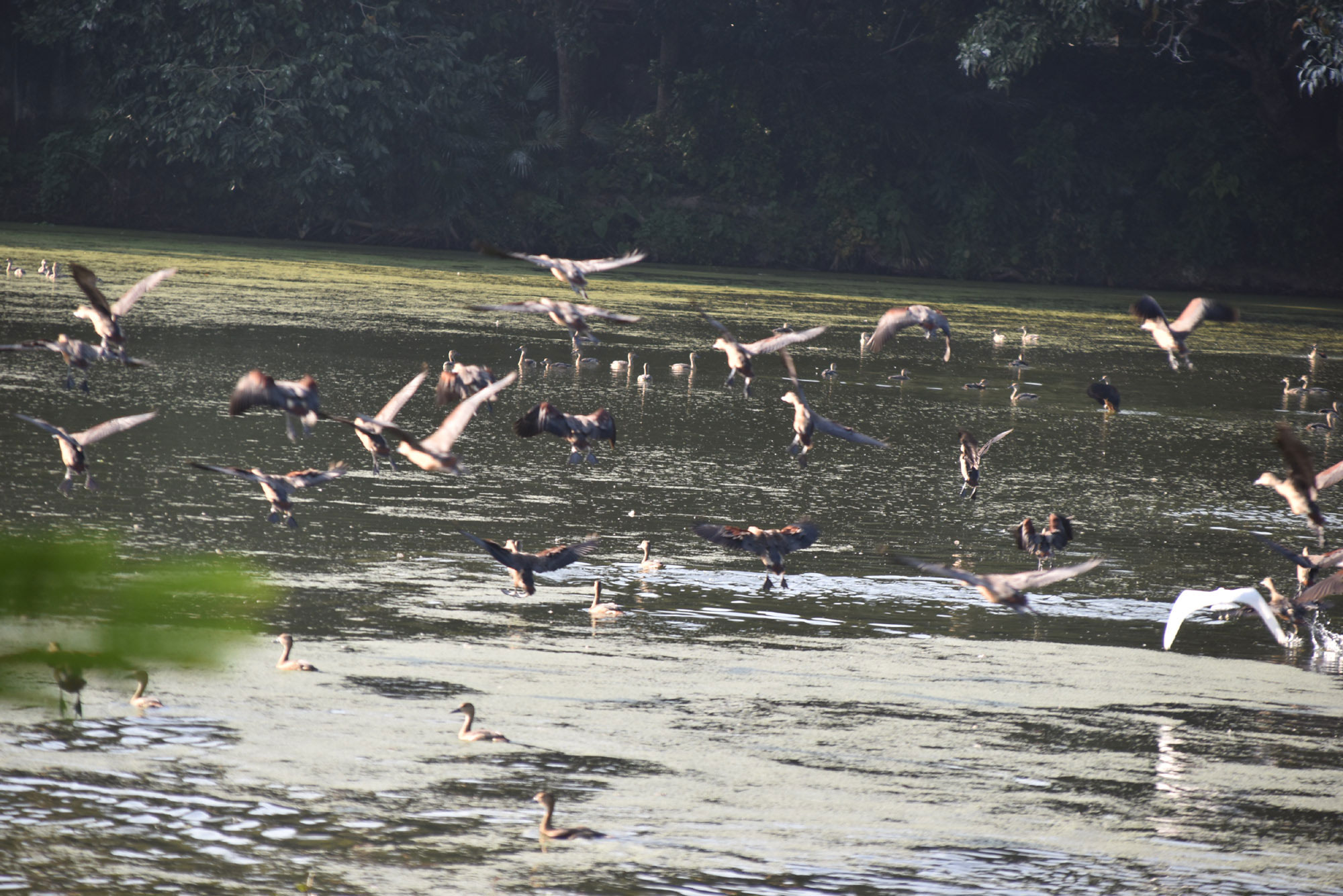 প্রাকৃতিক সৌন্দর্যে ভরা রাজশাহী বিশ্ববিদ্যালয় ক্যাম্পাসে বসেছে অতিথি পাখির মেলা। পুকুরসহ ক্যাম্পাসের বেশ কয়েকটি জলাশয়ে আসর বসিয়েছে তারা।  প্রতিবছর শীতের সময় সুদূর সাইবেরিয়া বা পশ্চিম ইউরোপের শীতপ্রধান দেশগুলো থেকে অতিথি পাখিরা উড়ে আসে এখানে। এখানকার জলাশয়গুলো হয়ে ওঠে অতিথি পাখির নিরাপদ আশ্রয়কেন্দ্র। পাখিদের আগমনে ক্যাম্পাসের সৌন্দর্য আরও কয়েক গুণ বেড়ে যায়। ছবিটি রাজশাহী বিশ্ববিদ্যালয়ের রোকেয়া হলের পাশে পুকুর থেকে তোলা। ছবি: মিলন শেখ