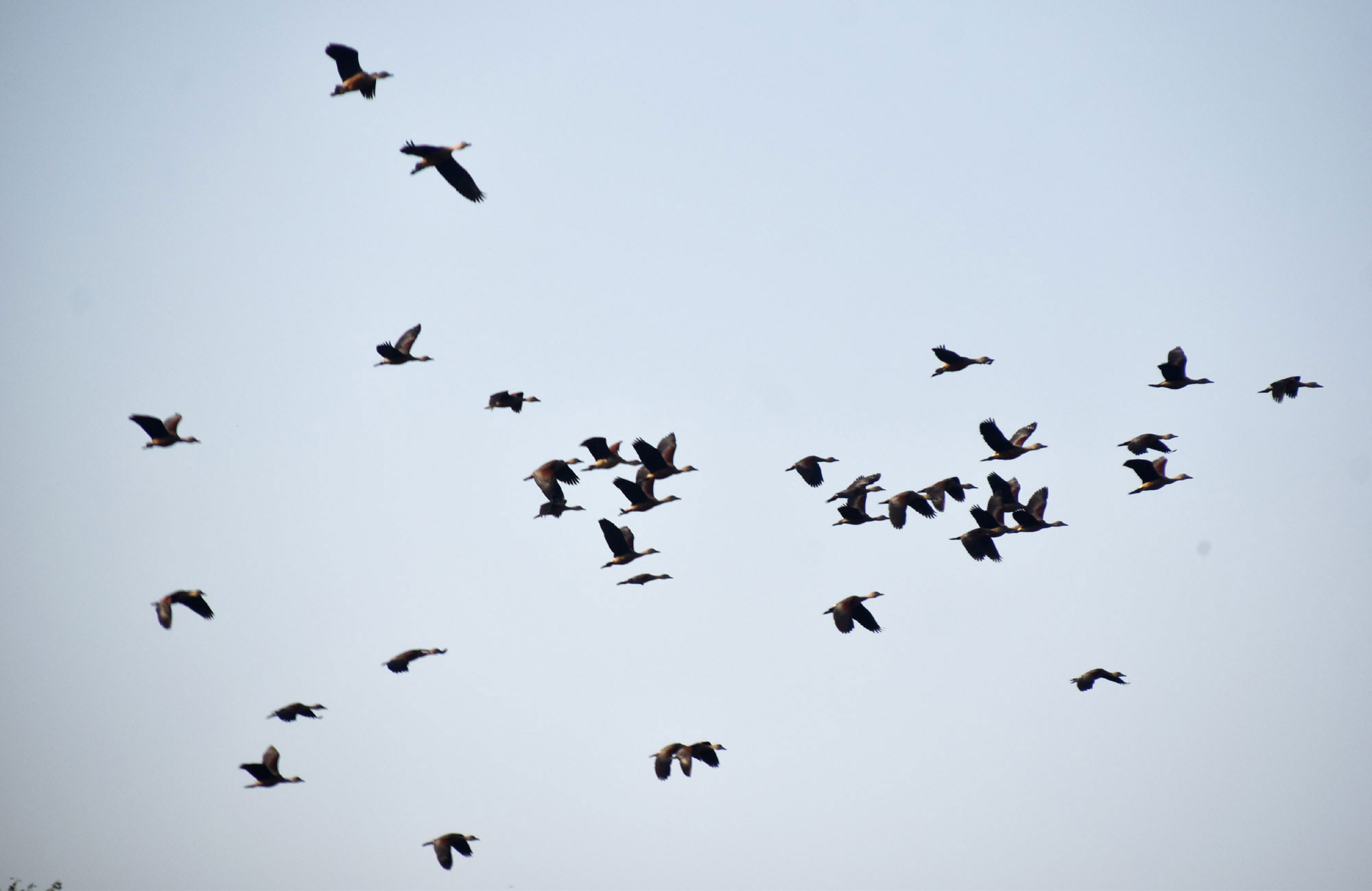 প্রাকৃতিক সৌন্দর্যে ভরা রাজশাহী বিশ্ববিদ্যালয় ক্যাম্পাসে বসেছে অতিথি পাখির মেলা। পুকুরসহ ক্যাম্পাসের বেশ কয়েকটি জলাশয়ে আসর বসিয়েছে তারা।  প্রতিবছর শীতের সময় সুদূর সাইবেরিয়া বা পশ্চিম ইউরোপের শীতপ্রধান দেশগুলো থেকে অতিথি পাখিরা উড়ে আসে এখানে। এখানকার জলাশয়গুলো হয়ে ওঠে অতিথি পাখির নিরাপদ আশ্রয়কেন্দ্র। পাখিদের আগমনে ক্যাম্পাসের সৌন্দর্য আরও কয়েক গুণ বেড়ে যায়। ছবিটি রাজশাহী বিশ্ববিদ্যালয়ের রোকেয়া হলের পাশে পুকুর থেকে তোলা। ছবি: মিলন শেখ