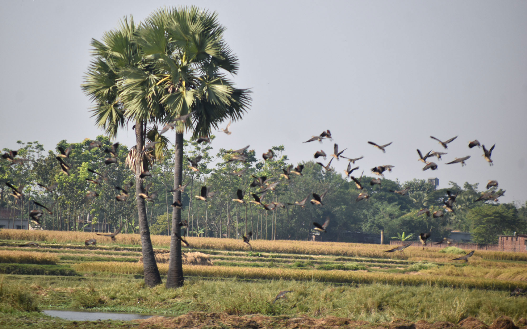 দিনের ছবি (০২ ডিসেম্বর, ২০২৫)