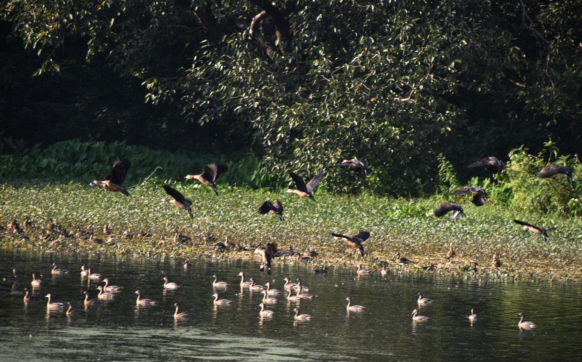 প্রাকৃতিক সৌন্দর্যে ভরা রাজশাহী বিশ্ববিদ্যালয় ক্যাম্পাসে বসেছে অতিথি পাখির মেলা। পুকুরসহ ক্যাম্পাসের বেশ কয়েকটি জলাশয়ে আসর বসিয়েছে তারা।  প্রতিবছর শীতের সময় সুদূর সাইবেরিয়া বা পশ্চিম ইউরোপের শীতপ্রধান দেশগুলো থেকে অতিথি পাখিরা উড়ে আসে এখানে। এখানকার জলাশয়গুলো হয়ে ওঠে অতিথি পাখির নিরাপদ আশ্রয়কেন্দ্র। পাখিদের আগমনে ক্যাম্পাসের সৌন্দর্য আরও কয়েক গুণ বেড়ে যায়। ছবিটি রাজশাহী বিশ্ববিদ্যালয়ের রোকেয়া হলের পাশে পুকুর থেকে তোলা। ছবি: মিলন শেখ