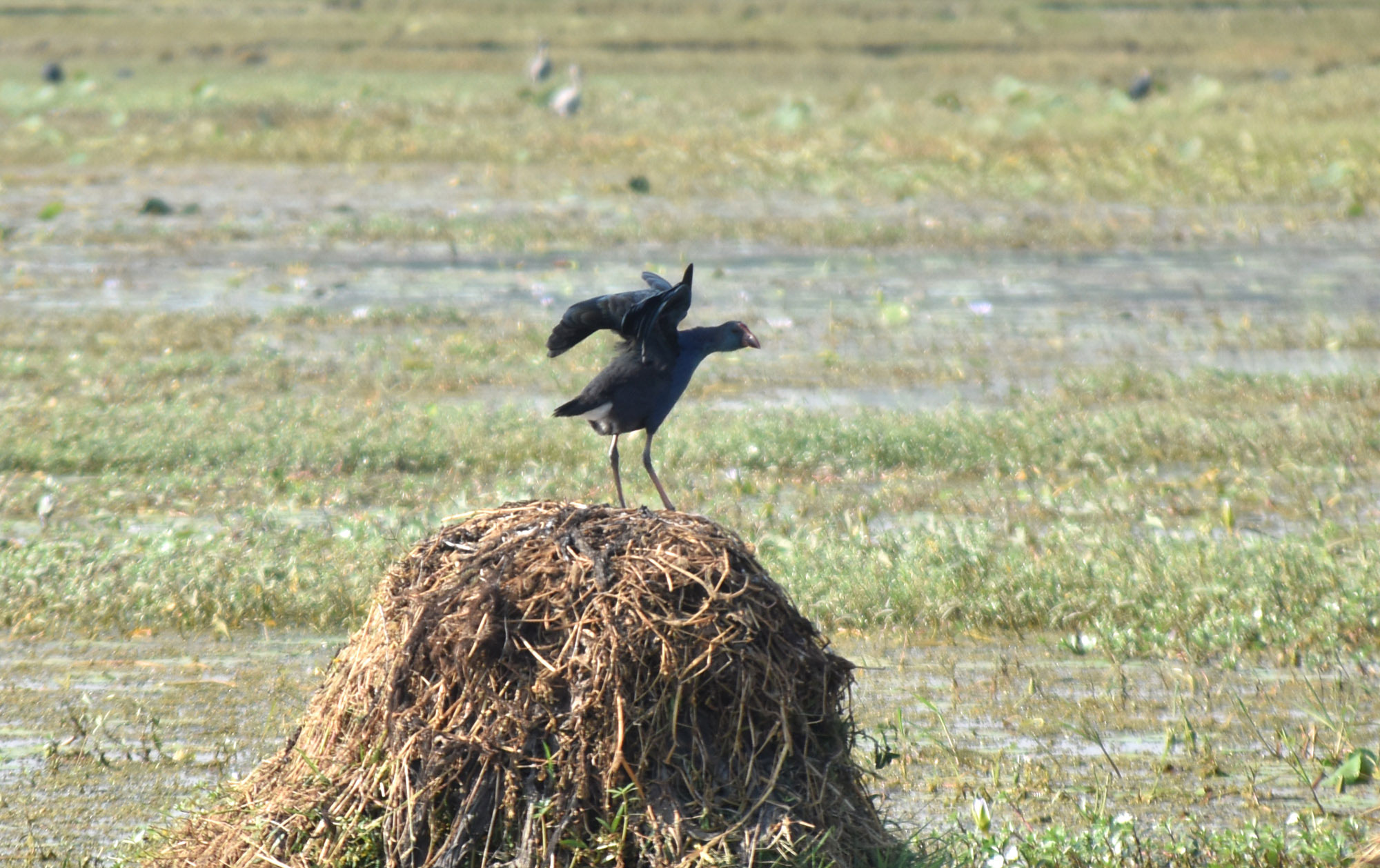 শীতের হাওয়া বইছে। এই সময়ে হাজার মাইল পাড়ি দিয়ে খাবারের সন্ধানে এ দেশে আসছে নানা প্রজাতির অতিথি পাখি। খাল-বিলসহ বিভিন্ন জলাশয়ে অতিথি পাখির দেখা মিলছে। রাজশাহীর পবা উপজেলার হরিপুর ইউনিয়নের ভেলাবিল থেকে তোলা। ছবি: মিলন শেখ