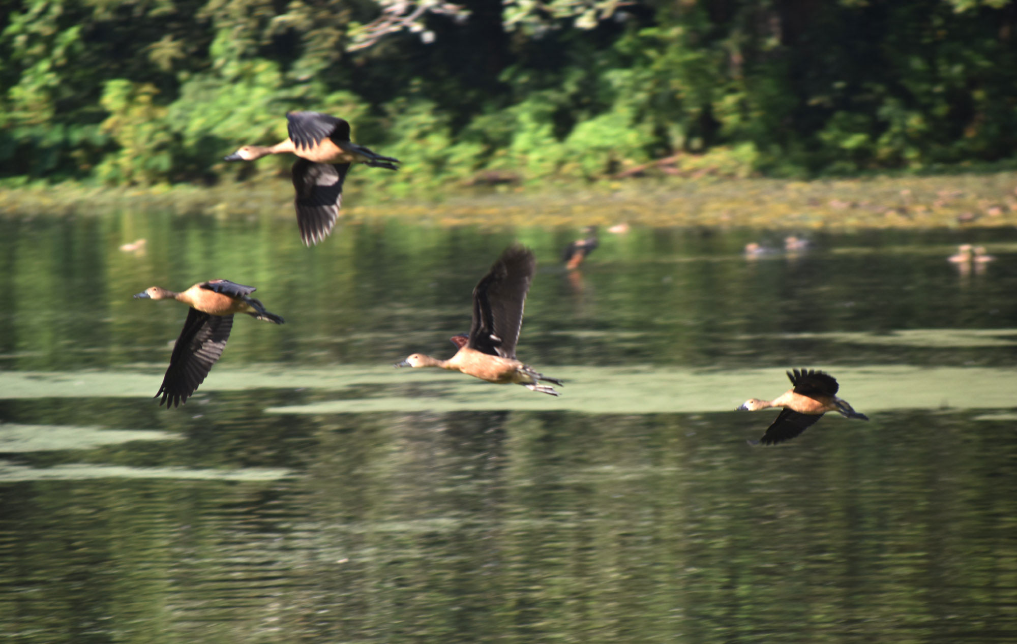 প্রাকৃতিক সৌন্দর্যে ভরা রাজশাহী বিশ্ববিদ্যালয় ক্যাম্পাসে বসেছে অতিথি পাখির মেলা। পুকুরসহ ক্যাম্পাসের বেশ কয়েকটি জলাশয়ে আসর বসিয়েছে তারা।  প্রতিবছর শীতের সময় সুদূর সাইবেরিয়া বা পশ্চিম ইউরোপের শীতপ্রধান দেশগুলো থেকে অতিথি পাখিরা উড়ে আসে এখানে। এখানকার জলাশয়গুলো হয়ে ওঠে অতিথি পাখির নিরাপদ আশ্রয়কেন্দ্র। পাখিদের আগমনে ক্যাম্পাসের সৌন্দর্য আরও কয়েক গুণ বেড়ে যায়। ছবিটি রাজশাহী বিশ্ববিদ্যালয়ের রোকেয়া হলের পাশে পুকুর থেকে তোলা। ছবি: মিলন শেখ