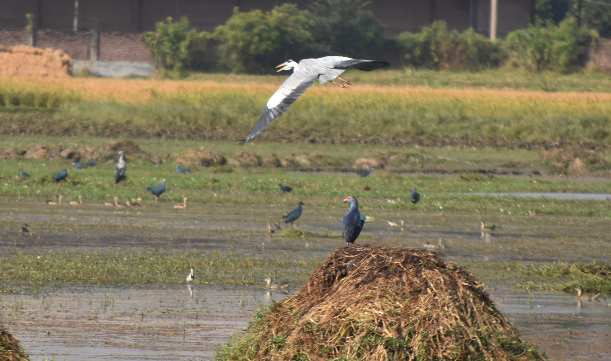 শীতের হাওয়া বইছে। এই সময়ে হাজার মাইল পাড়ি দিয়ে খাবারের সন্ধানে এ দেশে আসছে নানা প্রজাতির অতিথি পাখি। খাল-বিলসহ বিভিন্ন জলাশয়ে অতিথি পাখির দেখা মিলছে। রাজশাহীর পবা উপজেলার হরিপুর ইউনিয়নের ভেলাবিল থেকে তোলা। ছবি: মিলন শেখ