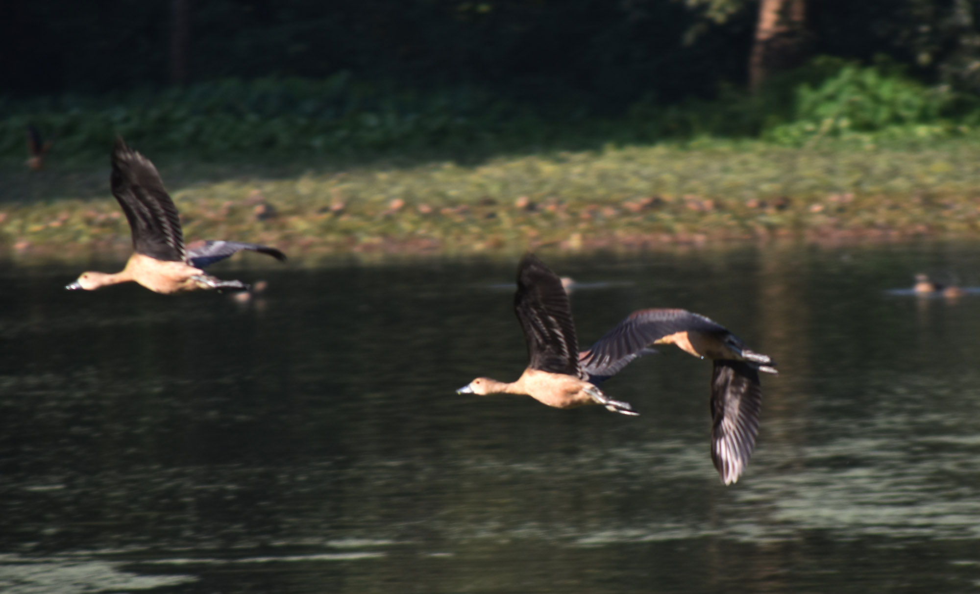 প্রাকৃতিক সৌন্দর্যে ভরা রাজশাহী বিশ্ববিদ্যালয় ক্যাম্পাসে বসেছে অতিথি পাখির মেলা। পুকুরসহ ক্যাম্পাসের বেশ কয়েকটি জলাশয়ে আসর বসিয়েছে তারা।  প্রতিবছর শীতের সময় সুদূর সাইবেরিয়া বা পশ্চিম ইউরোপের শীতপ্রধান দেশগুলো থেকে অতিথি পাখিরা উড়ে আসে এখানে। এখানকার জলাশয়গুলো হয়ে ওঠে অতিথি পাখির নিরাপদ আশ্রয়কেন্দ্র। পাখিদের আগমনে ক্যাম্পাসের সৌন্দর্য আরও কয়েক গুণ বেড়ে যায়। ছবিটি রাজশাহী বিশ্ববিদ্যালয়ের রোকেয়া হলের পাশে পুকুর থেকে তোলা। ছবি: মিলন শেখ