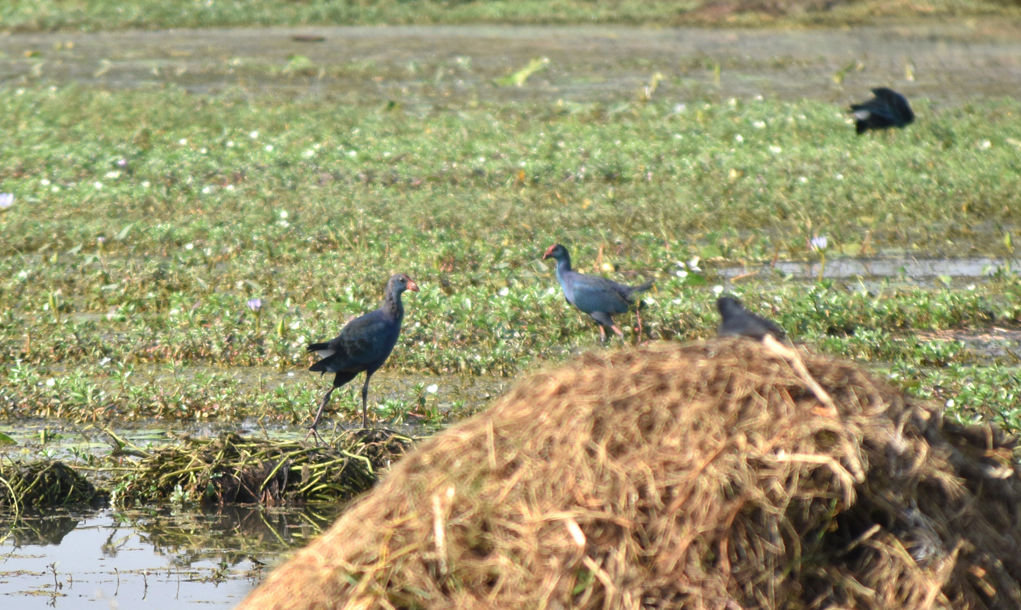 শীতের হাওয়া বইছে। এই সময়ে হাজার মাইল পাড়ি দিয়ে খাবারের সন্ধানে এ দেশে আসছে নানা প্রজাতির অতিথি পাখি। খাল-বিলসহ বিভিন্ন জলাশয়ে অতিথি পাখির দেখা মিলছে। রাজশাহীর পবা উপজেলার হরিপুর ইউনিয়নের ভেলাবিল থেকে তোলা। ছবি: মিলন শেখ