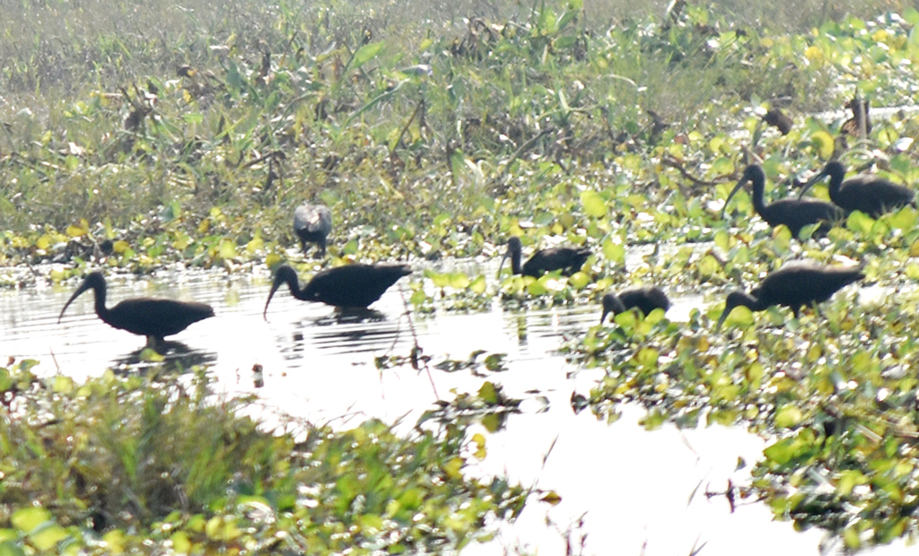 বিলের পানি শুকিয়ে যাওয়ায় খাবারের সন্ধানে ঘুরে বেড়াচ্ছে একঝাঁক কালো রঙের পাখি। লম্বা ঠোঁট দিয়ে মাটির নিচ থেকে পোকামাকড় বের করে খাচ্ছে। রাজশাহীর পবা উপজেলার নওহাটা পৌরসভা খিরশিনপুর গ্রামের একটি বিলে। ছবি: মিলন শেখ