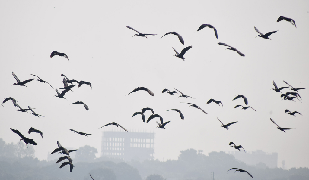 বিলের পানি শুকিয়ে যাওয়ায় খাবারের সন্ধানে ঘুরে বেড়াচ্ছে একঝাঁক কালো রঙের পাখি। লম্বা ঠোঁট দিয়ে মাটির নিচ থেকে পোকামাকড় বের করে খাচ্ছে। রাজশাহীর পবা উপজেলার নওহাটা পৌরসভা খিরশিনপুর গ্রামের একটি বিলে। ছবি: মিলন শেখ