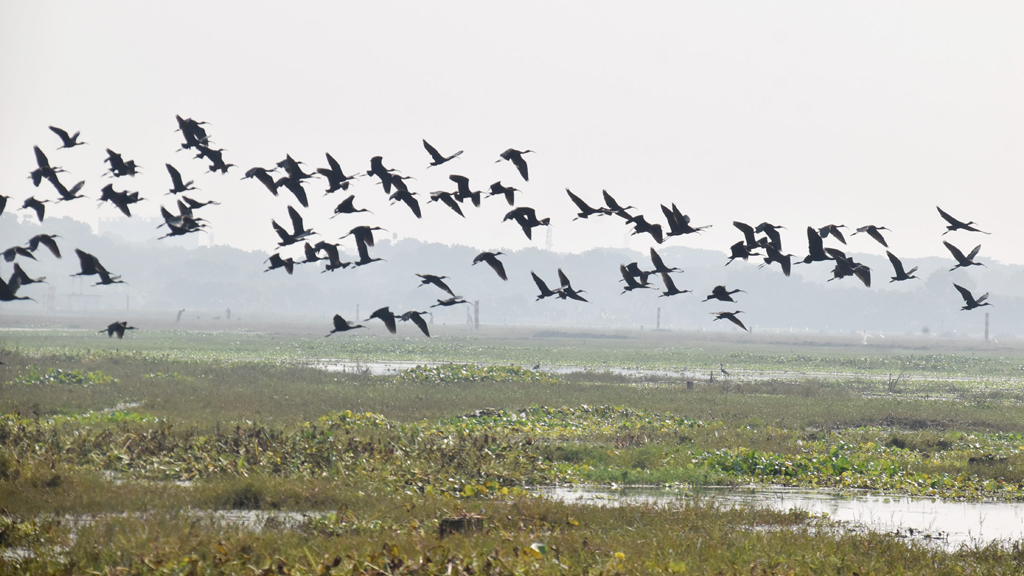 দিনের ছবি (২২ নভেম্বর, ২০২৫)