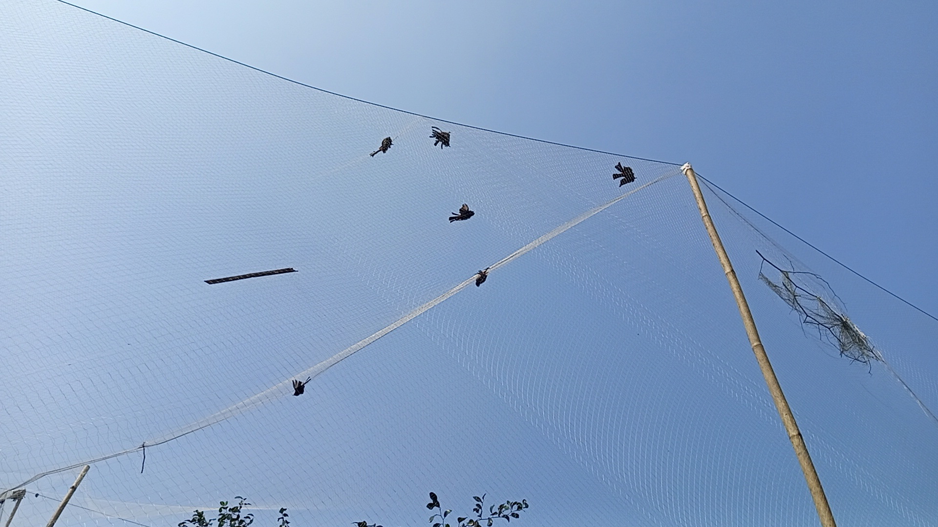 বরইয়ের বাগানে কারেন্ট জাল বিছিয়ে চলছে পাখি হত্যা, মালিককে জরিমানা