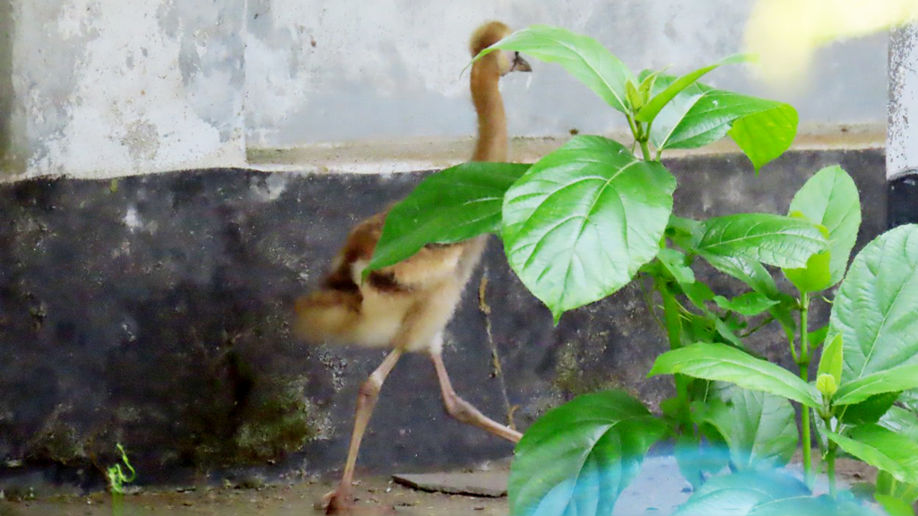 গাজীপুর সাফারি পার্কে উগান্ডার জাতীয় পাখির ছানার জন্ম